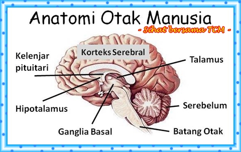 Anatomi-Otak-Manusia